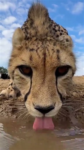 Up Close with a Drinking Cheetah! 🐆💧 #Shorts #PMAB