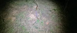 55K views · 944 reactions | Un autre superbe python des rochers ( Python seba ) à sette cama  Il se déplace activement après la pluie.  Ewan Kyle | Nery'w TV | Facebook