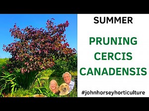 HOW TO PRUNE CERCIS CANADENSIS - SUMMER PRUNING OF 'MERLOT'