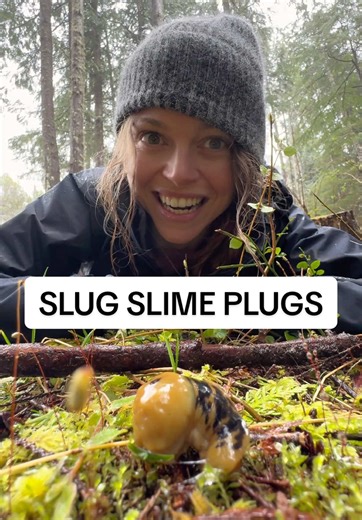 Slug Eating Its Slime Plug in the Forest