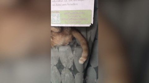 Cat stuck in awkward position appears to be floating against window