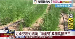 可承受惡劣環境 海蘆筍成糧食救世主
