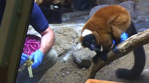 17 reactions | Today, on World Animal Day, we shine a light on a critically endangered species at the Milwaukee County Zoo - the Red Ruffed Lemur. These lemurs face an uphill battle for survival due to deforestation, hunting for bushmeat, and the illegal pet trade. Come see these incredible lemurs in person at your Zoo! Your visit supports their care and conservation. | Zoological Society of Milwaukee | Facebook