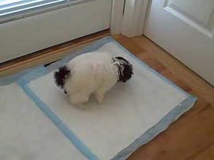 Millie's Crazy Poo Poo Dance