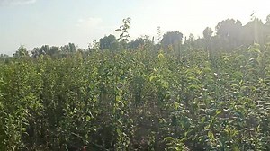 3.6K views · 158 reactions | BOOKINGS OPEN FOR STONE FRUIT VARIETIES AND GRAPES AT SELOO SOPORE. FOR BOOKING PLZ CONTACT.. 7006302900 | Hi-Five Agro Skills | Facebook