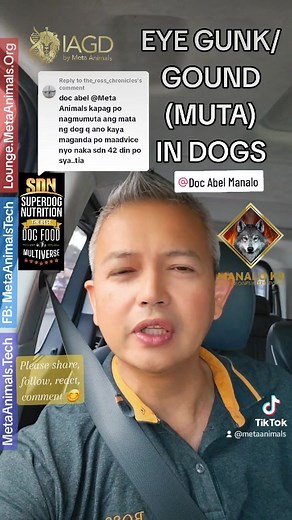 10K views · 350 reactions | EYE GUNK / GOUND (MUTA) IN DOGS - POSSIBLE CAUSES Doc Abel Manalo #dogs #vet #veterinarian #gunk #gound #muta #pets #eyegunk #eyegound #dogcare | Doc Abel Manalo | Facebook