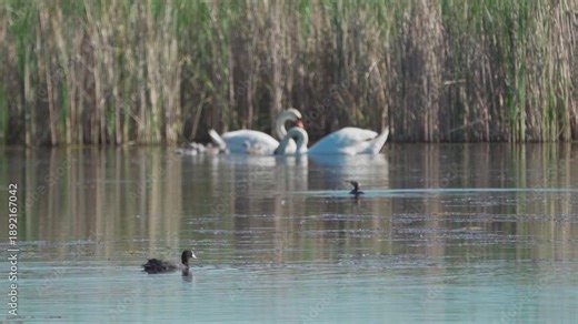 Mute swans (Cygnus olor) and their cygnets swim on a pond against a backdrop of reeds. Slow motion