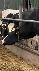 😮 They lined up_ _ _ #cow #farm #cattle #animals #nature #farmlife #milk #dairy #bull #dairyfarm #agro #countrylife | The Desolated Mountains