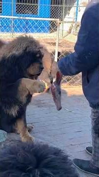 The Mighty Tibetan Mastiff | Nature, Power & Guarding Skills | Dog’s Farm#Shorts#dogshorts