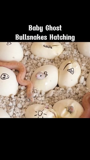 Baby Ghost Bullsnakes Hatching (with surprise snows) - Snake Discovery