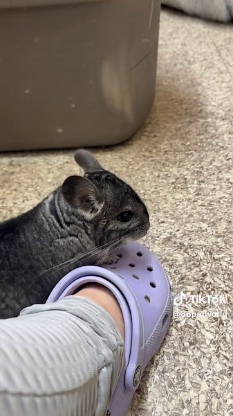 Adopt a Baby Chinchilla: Playful and Adorable Pets