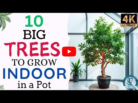 Top 10 Indoor Trees To Grow In Pot | Big Trees To Grow Indoor | Big Indoor Tree | Indoor Plants.