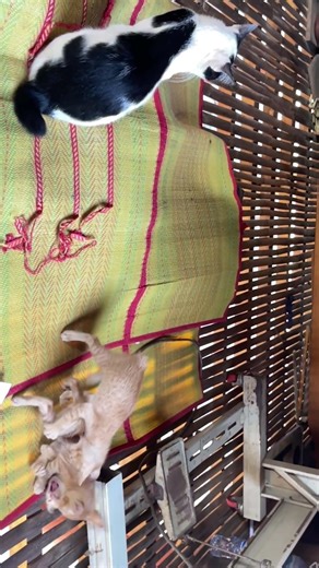 Yhe Cats #catvideos #kitten #funnycats #cute