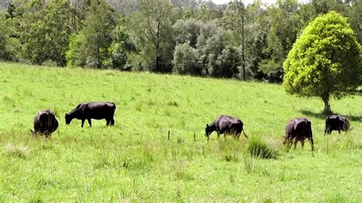 12K views · 181 reactions | Meet SwagBot, an AI-powered robot designed to transform cattle farming by enhancing efficiency, reducing overgrazing, and addressing environmental challenges https://reut.rs/3Bqp1jC | Reuters | Facebook