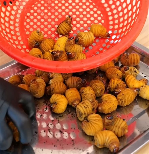 Cooking tasty coconut worms recipe | Justin Charley