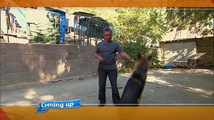 Tomorrow on One Magnificent Morning, Cesar helps two pups overcome their fears! | Dog Whisperer with Cesar Millan: Family Edition
