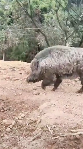 Python pigs cccc #animals #pig