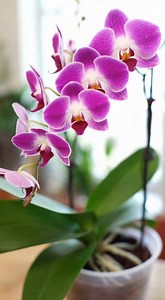 🌸🥥 How tapioca flour helps orchids grow stronger by improving roots, boosting energy, and supporting healthy flowering naturally | Orchids haven