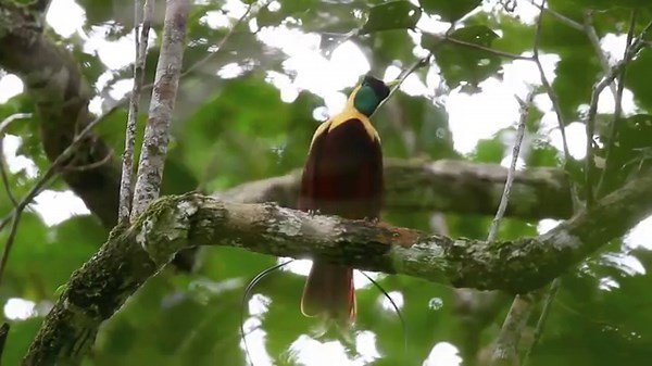 132K views · 9.8K reactions | Good morning #Birds & #Nature! Red bird-of-paradise (Paradisaea) rubra) | BIRDS & Nature | Facebook