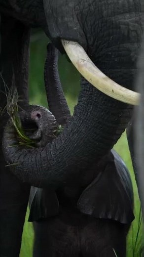 Adorable Baby Elephants Enjoy Life in the Wild 🐘❤️ | Nature’s Cutest Moments. 🎥: Varun Aditya.