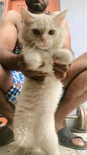kurt cat dance goes viral again 😭 #cat #kitty #cute