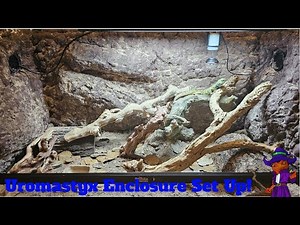 How to Set Up a Uromastyx Enclosure! Uromastyx Enclosure Set Up and Build Step by Step
