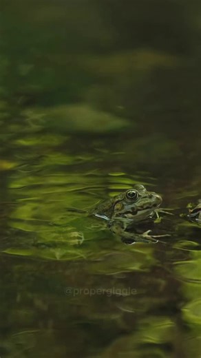 propergiggle on Instagram: "#memes #humor #satire #fyp #education #comedy #propergiggle #foryoupage #funnymemes #funny"