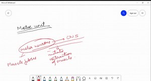 SOLVED:A motor unit is best described as (a) All the nerve fibres and muscle fibres in a single muscle bundle. (b) One muscle fibre and its single nerve fibre. (c) A single motor neuron and all the muscle fibres that it innervates. (d) As the neuron which carries the message from muscles to CNS.