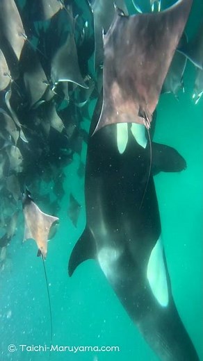 🐼シャチの個体識別／チムの捕食シーン！