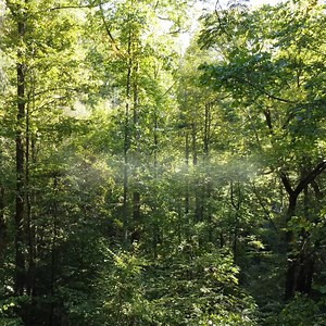 Mikasa Chevron Collection—a contemporary twist on classic patterns, inspired by the Roman Architecture. Chevron is an inverted V pattern design with each side meeting at a point without interruption, resulting in a beautiful Zig-Zag Design. Click here to elevate your space with the timeless beauty of Mikasa Chevron Collection: https://zurl.co/hyMj #MikasaFloors #RealWood #Floors #WoodenFloors #GreenlamIndustries #ChevronCollection | Mikasa Floors | Facebook