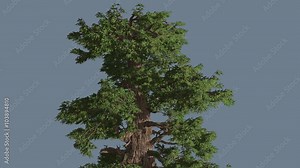 Western Juniper Fluttering Leaves Coniferous Evergreen Tree Juniperus Occidentalis is Swaying at The Wind Green Scale-Like Leaves Thick Trunk Windy Day