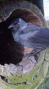121K views · 3.7K reactions | Jackdaw attack Poor Luna the tawny owl was quietly incubating her eggs when this happened黎讀 Follow the story  https://www.youtube.com/playlist?list=PLx09JDaWUEFPQ1TFNBr_6PbrcPk5GWcWv | Robert E Fuller | Facebook