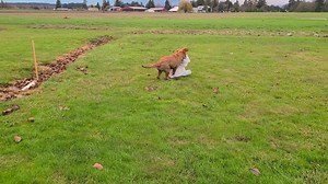 Ms. Chonk would like you all to know she has many things that bring her joy. She says she's simple that way. | JJ Hospice Therapy Dog