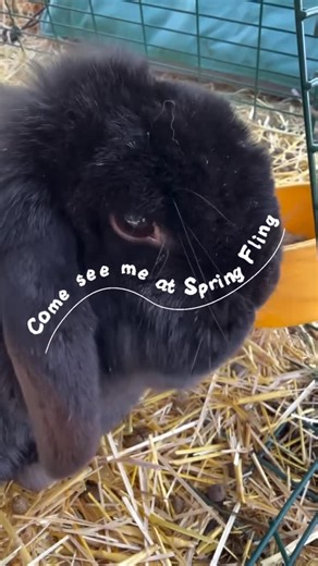 The Urban Farm in Denver | Our animals can’t wait to see you! Spring Fling and Egg Hunt at The Urban Farm March 28th 9AM-1PM Free admission Free kids crafts Free... | Instagram