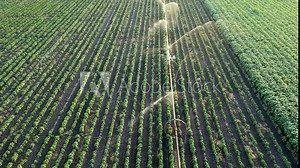 Aerial View Of Irrigation Sprinklers Watering Crops on Fertile Agricultural Land. Wheel Line Irrigation. Side Roll Irrigation. Farm Field Irrigation System Watering Pepper Plants.