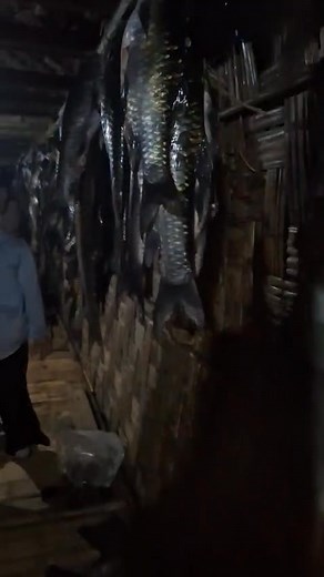 76K views · 983 reactions | Ekdam pure local machli hai haan Jubilee Ke naam se | Vijay Chege Taniang | Facebook