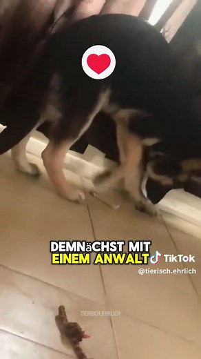Deutscher Schäferhund: Ein Blick auf seine Natur