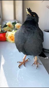 237K views · 5.8K reactions | OMG! Myna bird so talented‍⬛️ Remember! every small action counts. Let’s protect our avian companions and preserve the beauty of our natural world! Thanks #breakbird #birdsarefine #talkingbird #birdsbecometheessence #birdsspeak #birds #commonhillmyna #會說話的鳥 #birdssotalented #pet #singbird | Daily Birds | Facebook