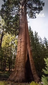 912K views · 1.8K reactions | It's the largest living organism on Earth. Meet General Sherman, California's giant sequoia. | Brut nature | Facebook