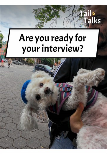 Maltese and Poodle Mix Interview: Meet Beta!