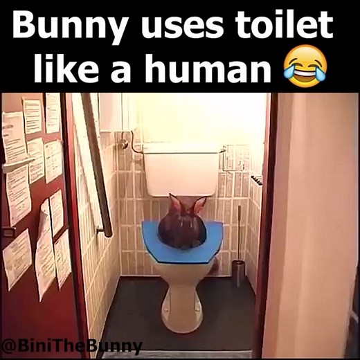 What a smart rabbit ❤️