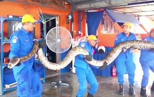 Watch: Longest Python snake caught in Malaysia