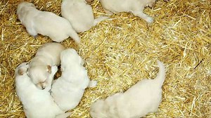 Retro Canines: 7 Nostalgic Dog Breeds from the 80s and 90s