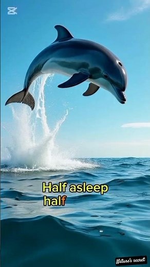 Dolphin Sleep Explained 🐬 | How Dolphins Use Half Their Brain
