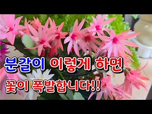게발선인장 이렇게 분갈이 하면 꽃이 폭발합니다!!🌴 제대로된 분갈이가 식물을 살립니다!!