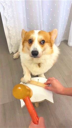 Dog's Hilarious Faraway Bark! 🐶😂 #shortsvideo