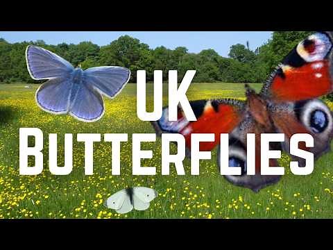 The Most COMMON BUTTERFLIES of the UK
