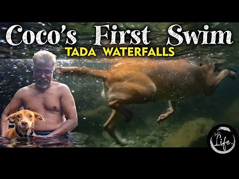 COCO's First Swim | Under Water Shots | Tada Falls | Ubbalamadugu