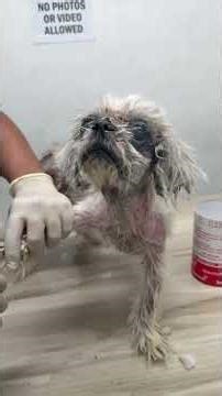 our new rescued dog 💔 They deserve to be love