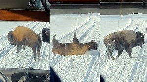 9.6K views · 211 reactions | This huge bison couldn't contain its love of snow at Yellowstone National Park. | Akron Beacon Journal | Facebook
